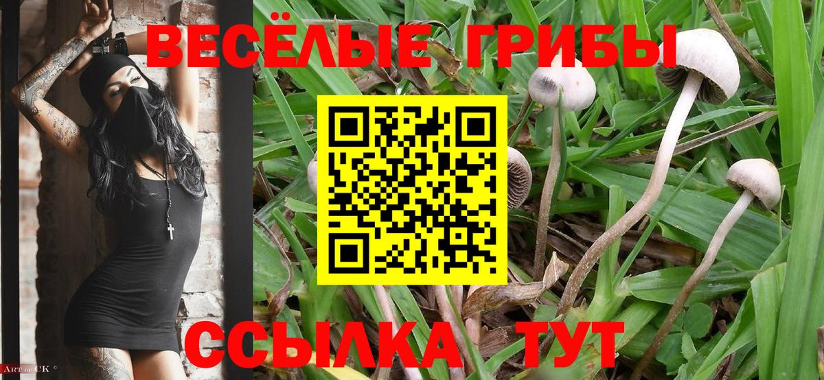 Псилоцибиновые грибы Psilocybe Лысьва